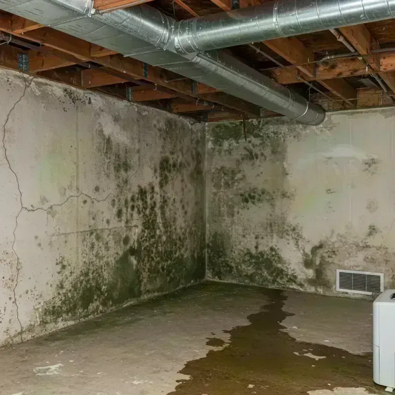 Professional Mold Removal in Lyme, NH